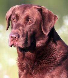 QAA Coolwaters Bad Bad Leroy Brown 